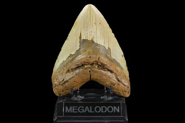 Fossil Megalodon Tooth - North Carolina #124454
